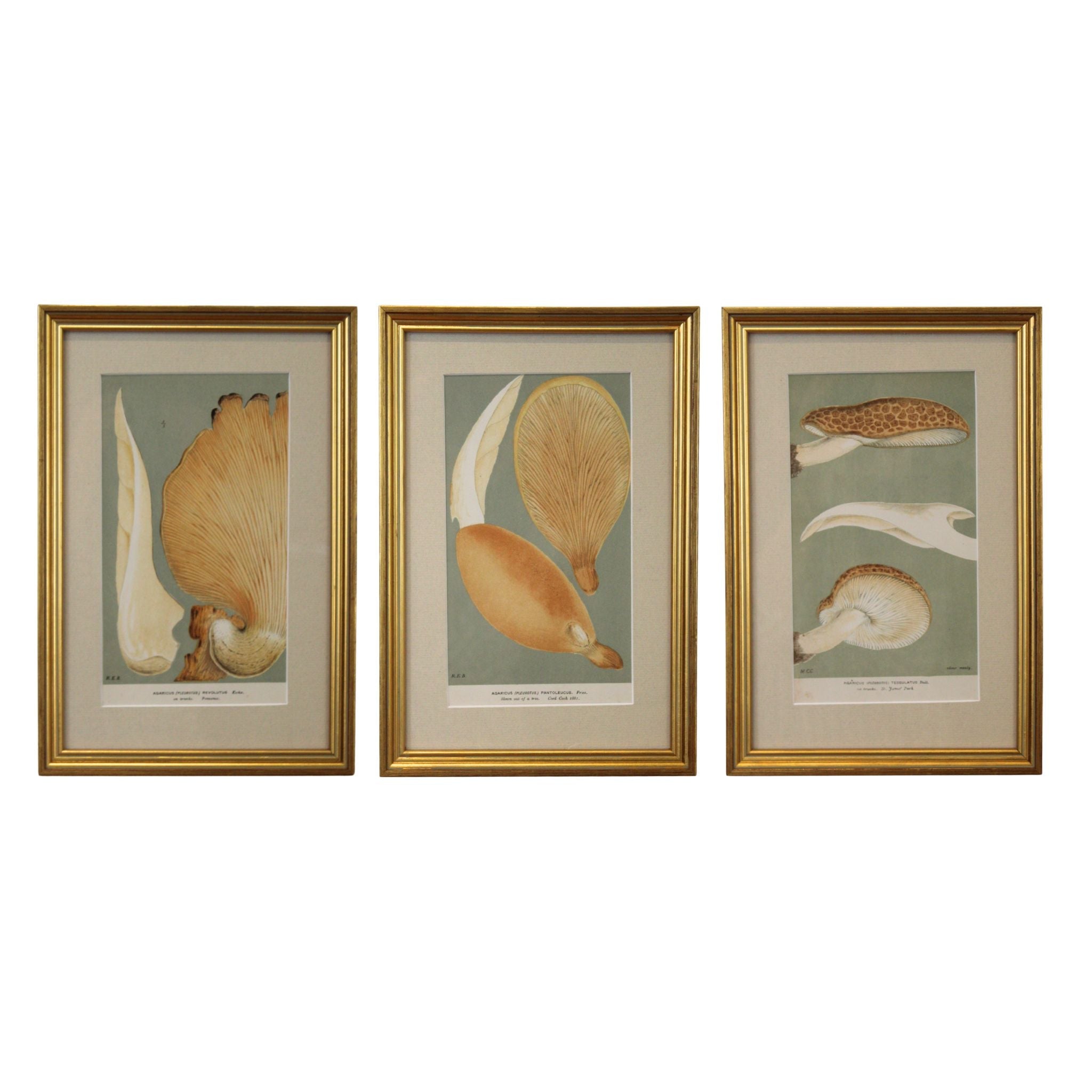 Framed Vintage Mushroom Triptych - Series II