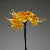 Flamingo Estate Pollinator Bath Soap Brick featuring vibrant yellow linden blossom floral design on a grey background.