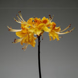 Flamingo Estate Pollinator Bath Soap Brick featuring vibrant yellow linden blossom floral design on a grey background.