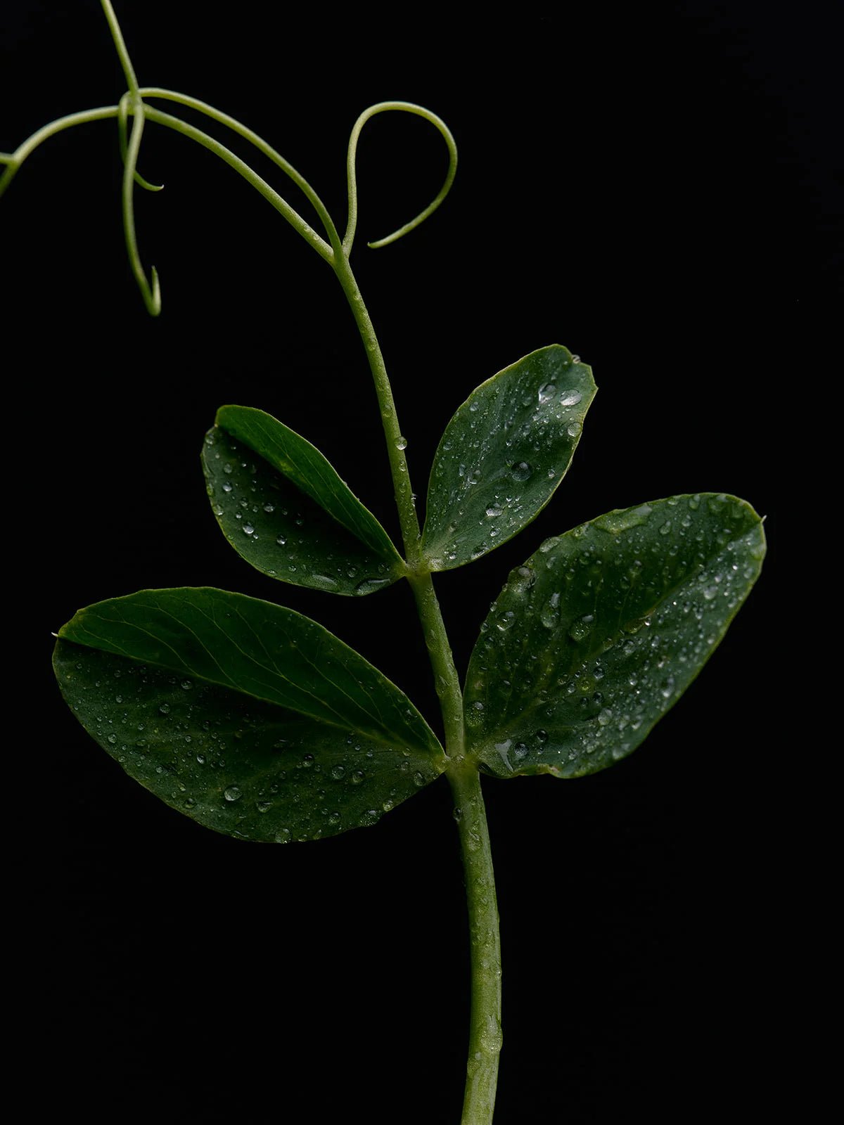 A dewy pea tendril curls against a deep black background, its raindrop-jeweled leaves capturing the fresh garden essence of the Flamingo Estate Green Goddess Candle.