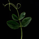 Flamingo Estate Green Goddess scented candle botanical imagery featuring a dew-covered pea sprout on a black background