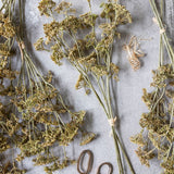 Meadow sedge styled in floral arrangement, layered with neutral natural-tone botanicals