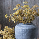 Meadow sedge natural stem showcasing wild textural quality and organic form