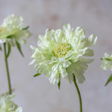 Faux Scabious Cream stem by Abigail Ahern in a styled vase, adding soft romantic meadow charm to a home interior
