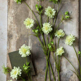 Multiple Artificial Scabious Cream stems by Abigail Ahern arranged in a lifestyle vignette