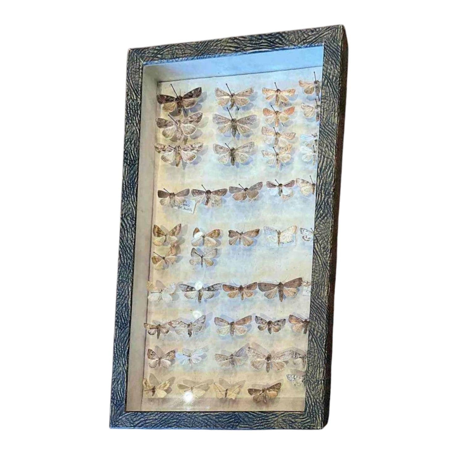 Vintage butterfly entomology display in glass-front frame