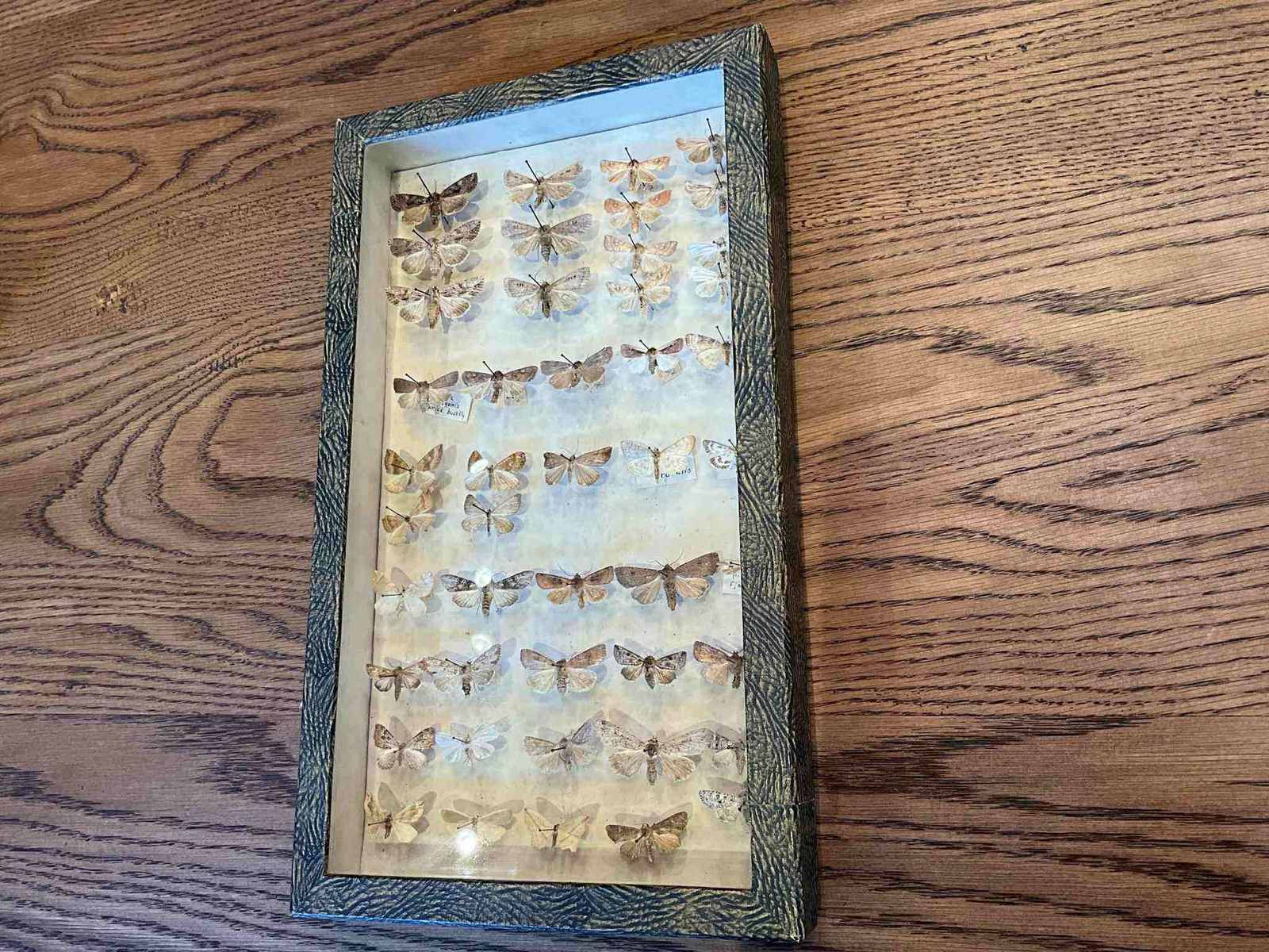 Vintage butterfly entomology display in glass-front frame