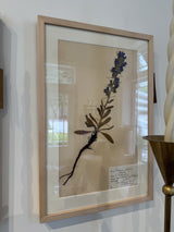 Vintage Swedish botanical herbarium — pressed leafy specimen