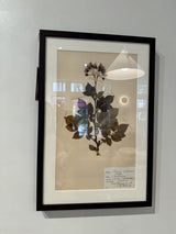 Vintage Swedish botanical herbarium — pressed grass specimen