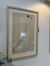 Vintage Swedish botanical herbarium — pressed plant specimen, one of a kind