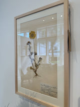 Vintage Swedish botanical herbarium — pressed flowering specimen