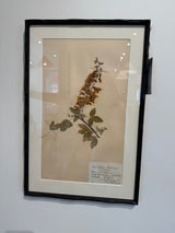 Vintage Swedish botanical herbarium — pressed botanical detail