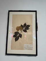 Vintage Swedish botanical herbarium — pressed wildflower specimen