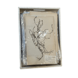 Vintage Swedish botanicals — framed pressed herbarium, white background