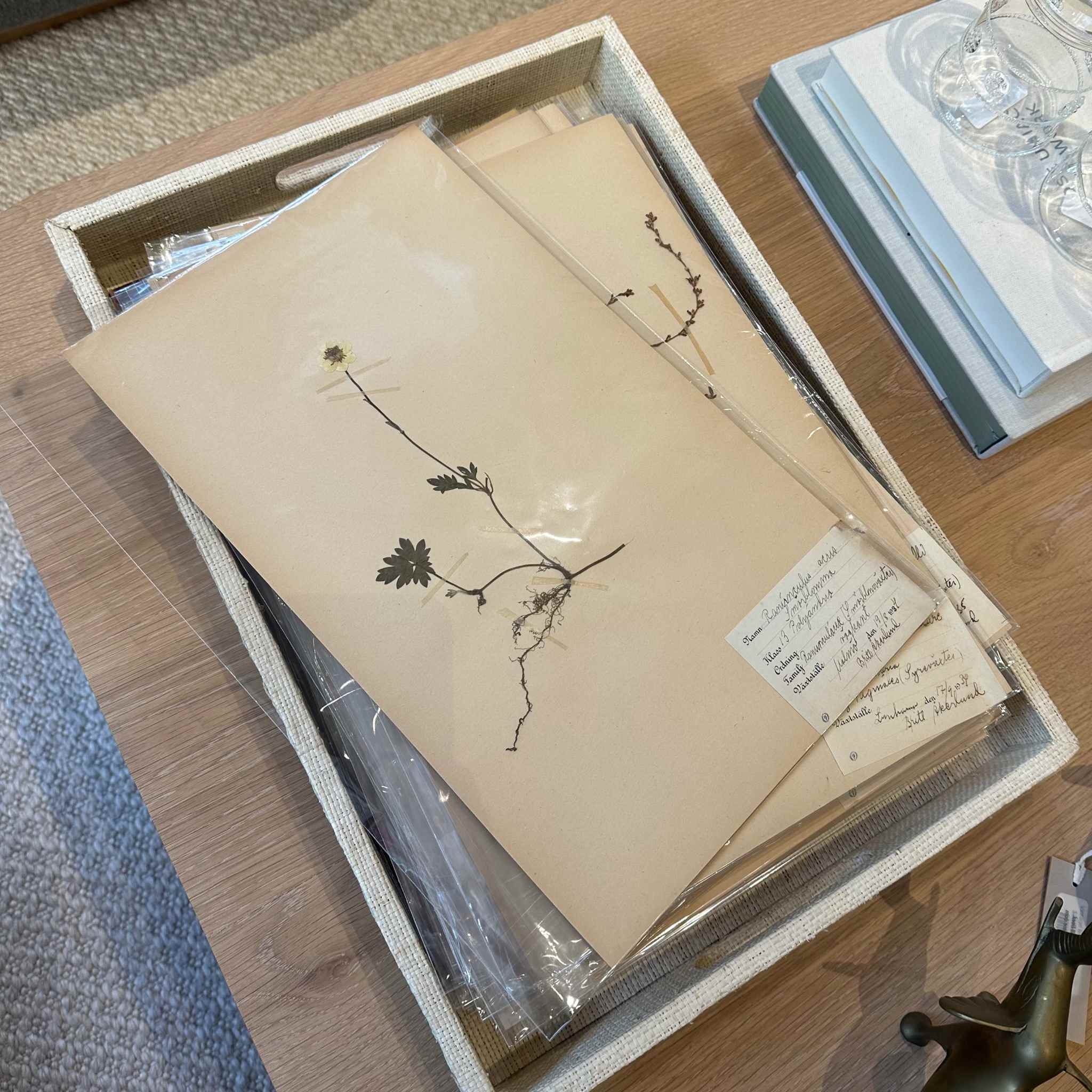 Vintage Swedish pressed botanical herbarium page