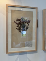 Vintage Swedish botanical herbarium — pressed plant specimen with handwritten label