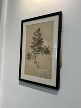 Vintage Swedish botanical herbarium — pressed fern specimen